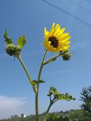 Helianthus annuus