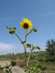 Helianthus annuus
