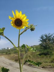 Helianthus annuus