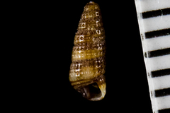 Cerithiopsidae