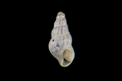 Exaesopus subturritus