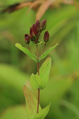 Hypericum erectum
