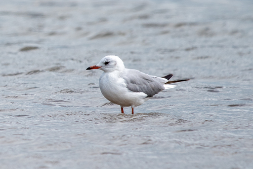 iNaturalist: (c) kase, some rights reserved (CC BY-NC), uploaded by kase iNaturalist image