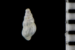 Exaesopus subturritus