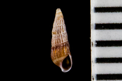 Columbellidae