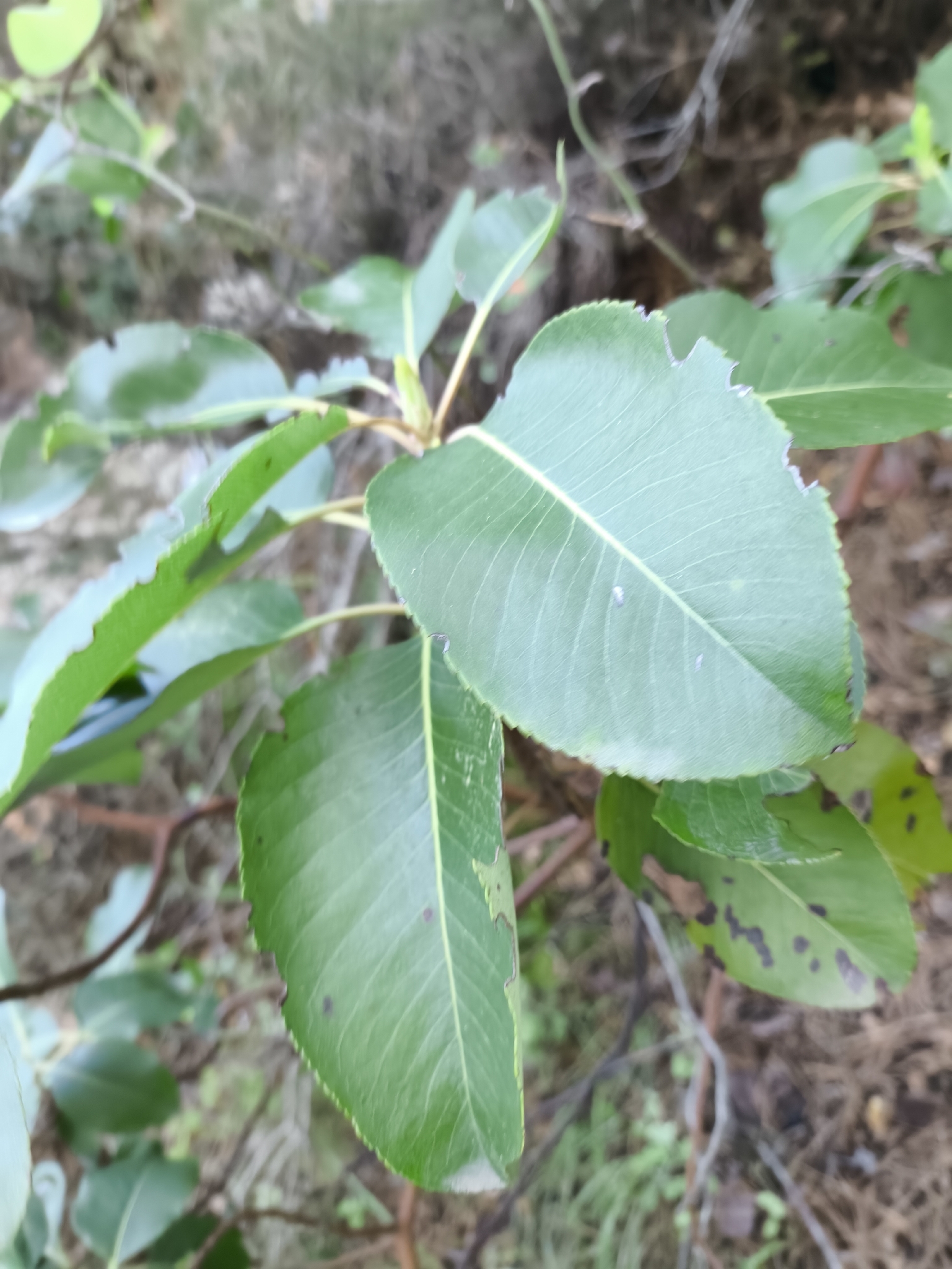 Arbutus Andrachne (Arbutus andrachne)