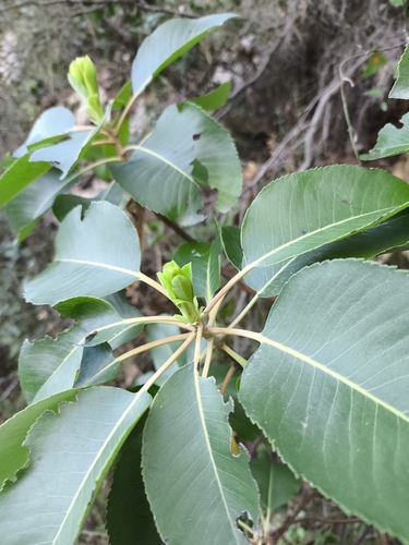 Arbutus andrachne, photograph 6