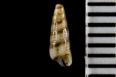 Cerithiopsidae