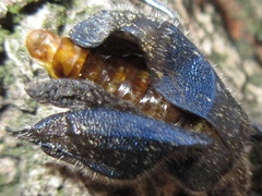 Cerogria janthinipennis