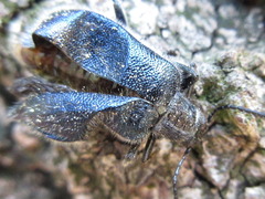 Cerogria janthinipennis