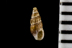 Exaesopus subturritus