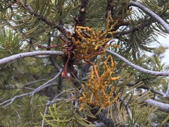 Arceuthobium divaricatum