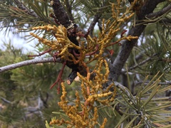 Arceuthobium divaricatum