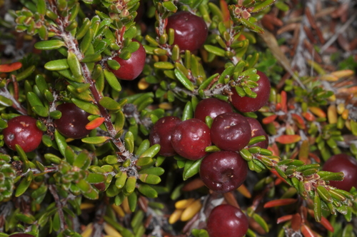 Diddle-dee (Empetrum rubrum)