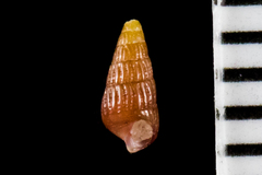 Cerithiopsidae