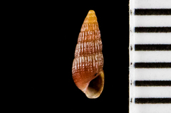 Cerithiopsidae