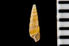 Cerithiopsidae
