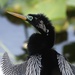 Anhinga - Photo (c) Nick Pederson, some rights reserved (CC BY-NC), uploaded by Nick Pederson