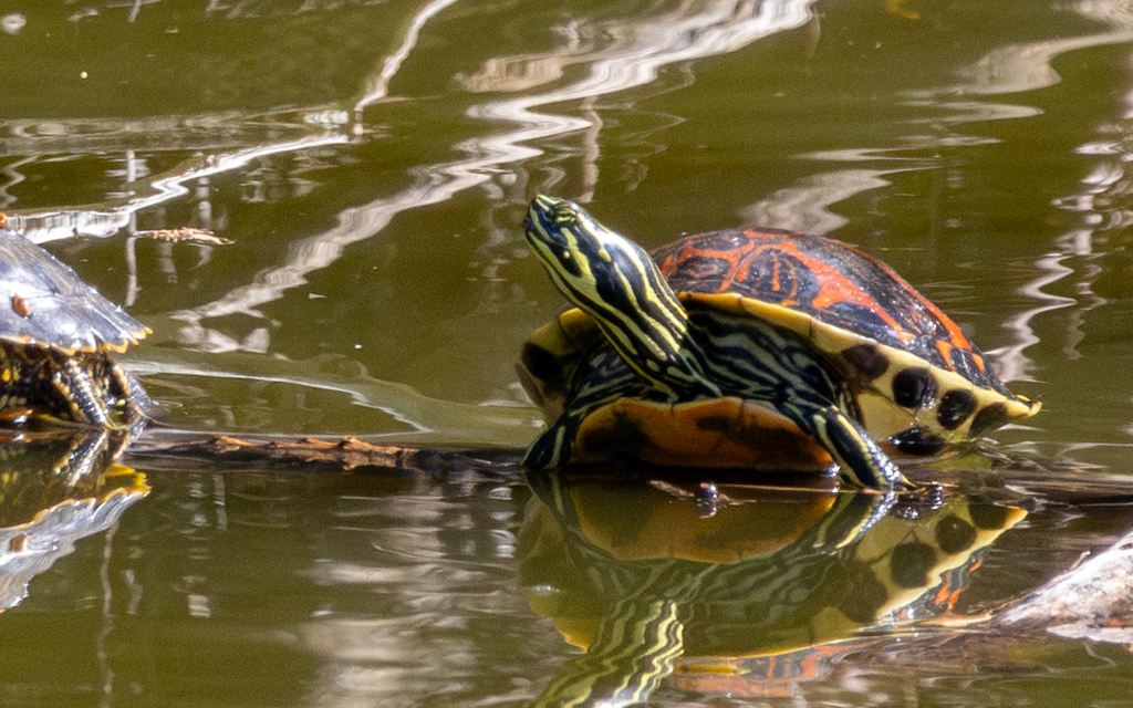 Florida Red-bellied Cooter