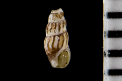 Exaesopus subturritus