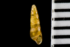 Cerithiopsidae
