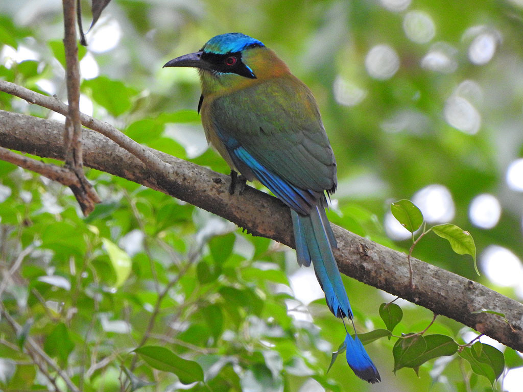 Blue-capped Motmot From Tamuín, S.l.p., Mexico On March 6, 2019 At 08: 