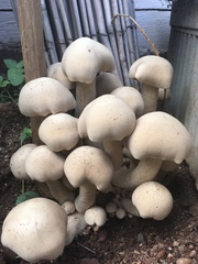 Macrocybe gigantea