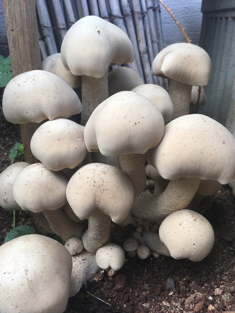 Macrocybe gigantea