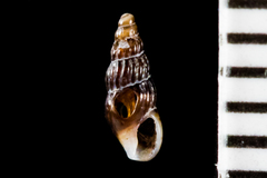 Exaesopus subturritus