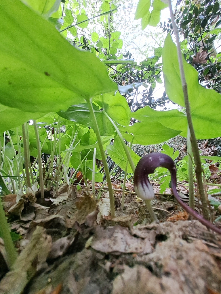 Arisarum proboscideum; photograph Leonardo Ancillotto, CC BY, iNaturalist via GBIF