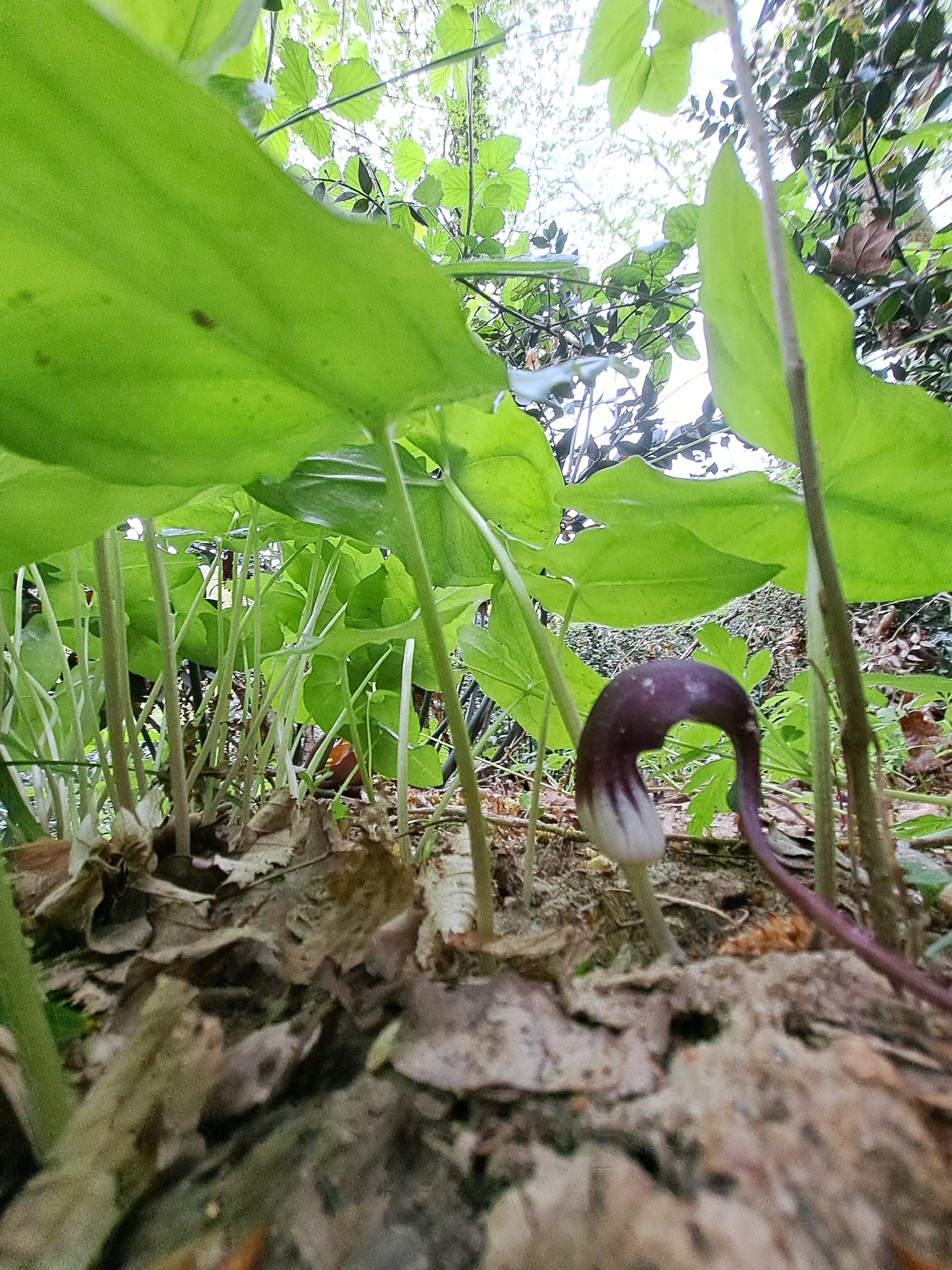 Mousetail Plant (Arisarum proboscideum)