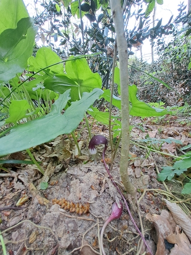 Arisarum proboscideum, photograph 1