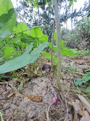 Leonardo Ancillotto, CC BY, iNaturalist via GBIF Arisarum proboscideum, photograph Leonardo Ancillotto, CC BY, iNaturalist via GBIF