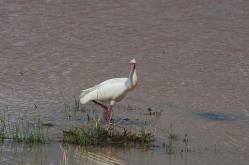 iNaturalist: (c) Greg Meredith, some rights reserved (CC BY-NC), uploaded by Greg Meredith iNaturalist image