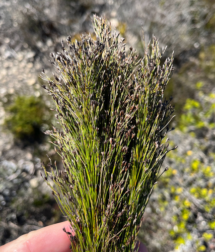 Whorl Pegreed (Restio leptoclados)