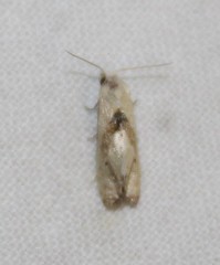 Cochylis