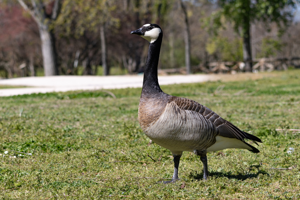 Barnacle Goose