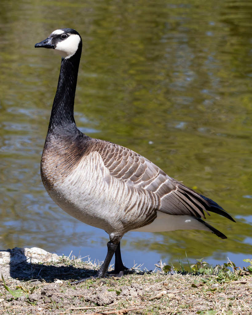 Barnacle Goose