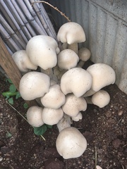 Macrocybe gigantea