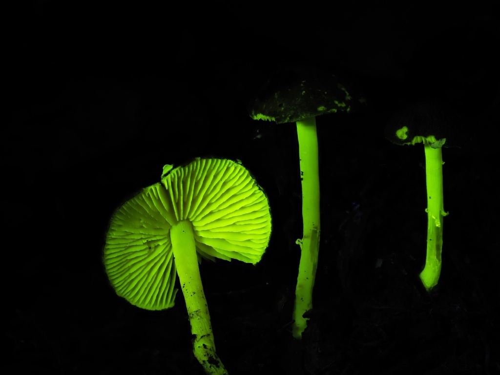 Lepiota luteophylla · February 2025 · photo: © alan_rockefeller (iNaturalist, cc-by-sa)