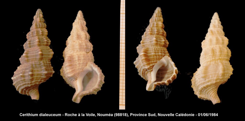 Cerithium dialeucum
