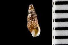 Exaesopus subturritus