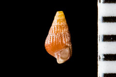 Cerithiopsidae