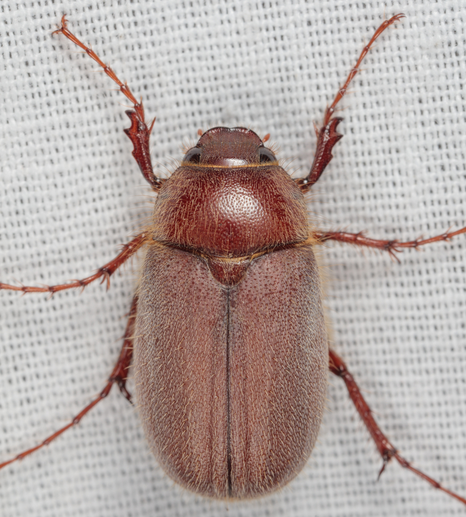 Rusty Hirsute Phyllophaga