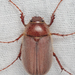 Phyllophaga rubiginosa - Photo (c) Victor Engel, some rights reserved (CC BY), uploaded by Victor Engel