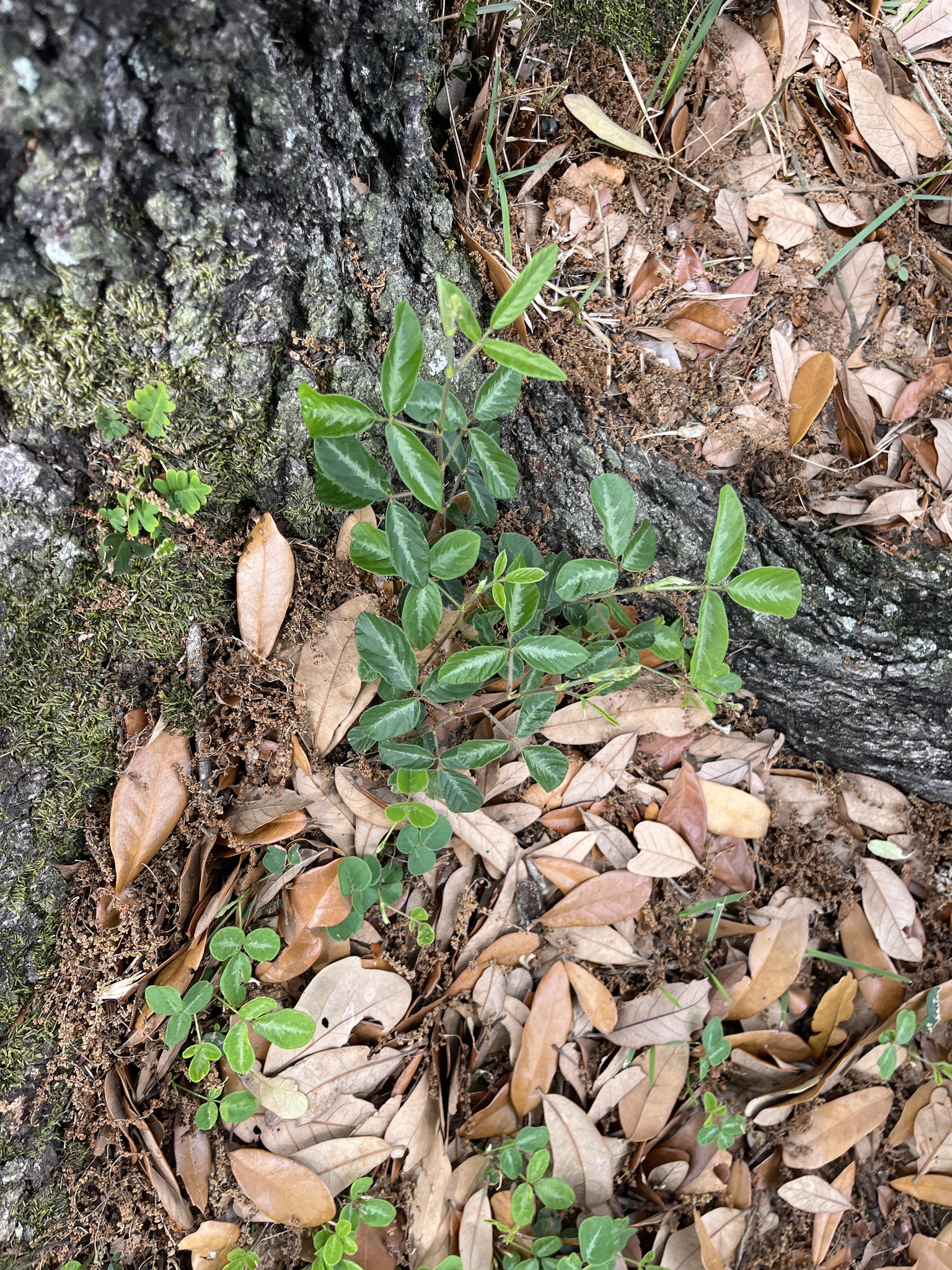 Zarzabacoa Comun (Desmodium incanum)