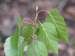 Betula × aurata