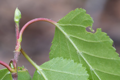 Betula × aurata
