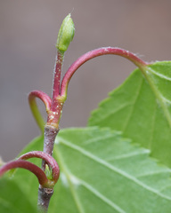 Betula × aurata