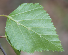 Betula × aurata